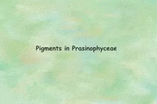 Pigments in Prasinophyceae