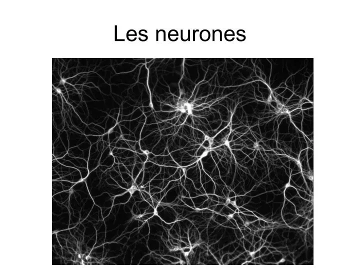 les neurones