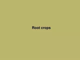 Root crops
