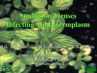 Studies on Viruses Infecting Mint Germplasm