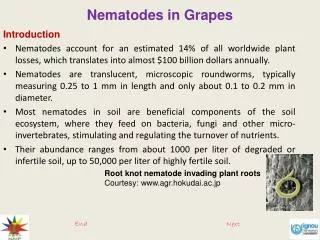 Nematodes in Grapes