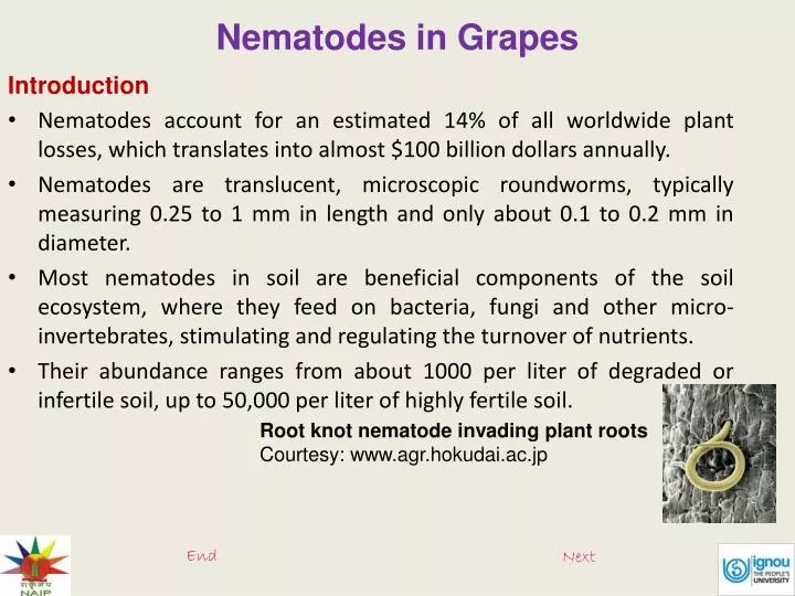 nematodes in grapes