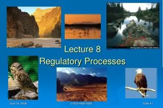 Lecture 8 Regulatory Processes