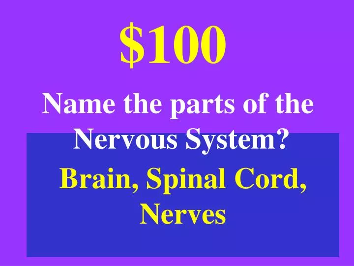 brain spinal cord nerves