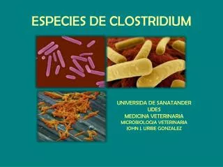 especies de clostridium