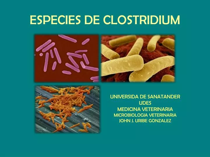especies de clostridium