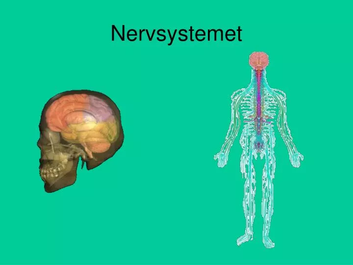 nervsystemet