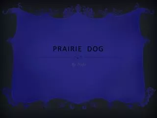 Prairie dog