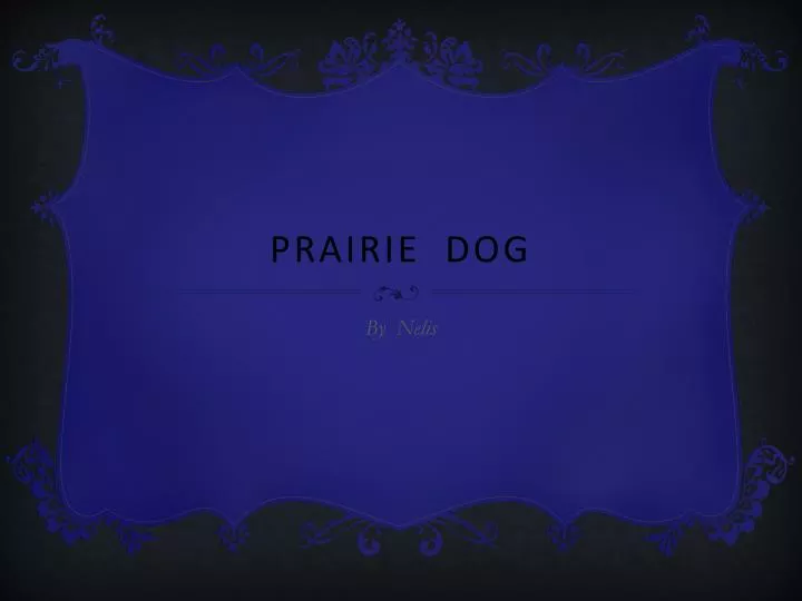 prairie dog