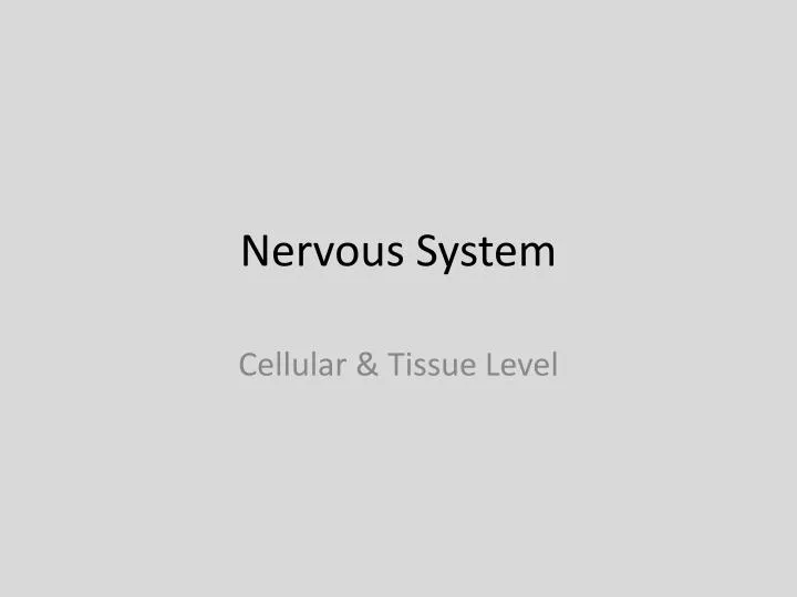 nervous system