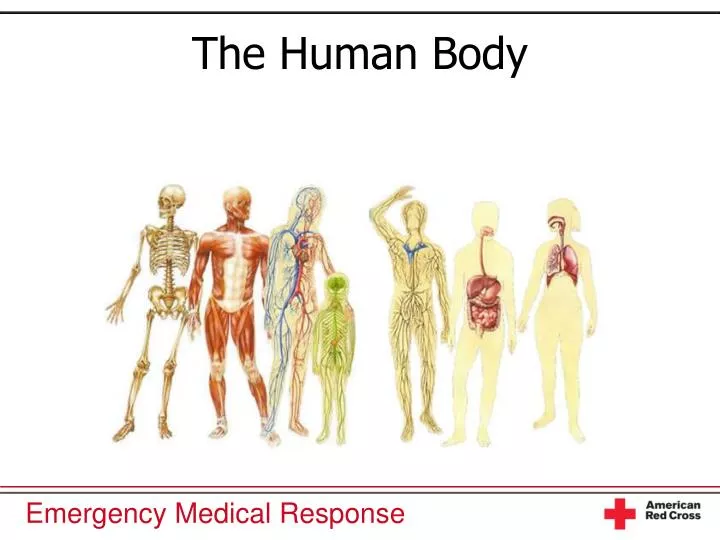 the human body