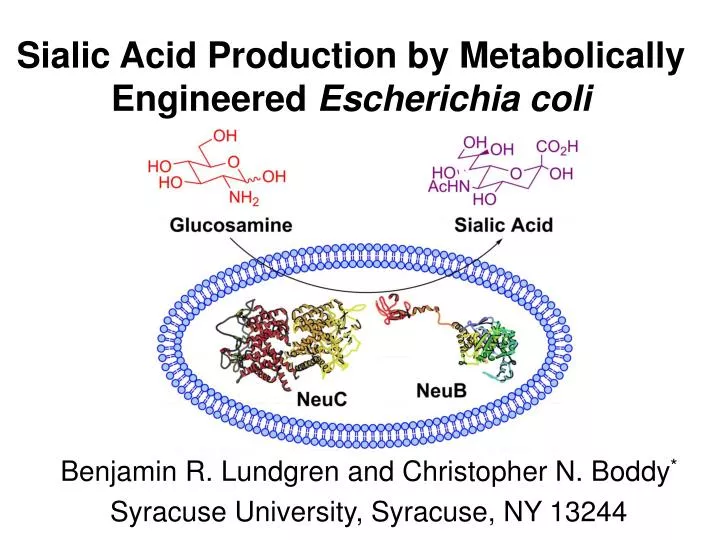 sialic acid production by metabolically engineered escherichia coli