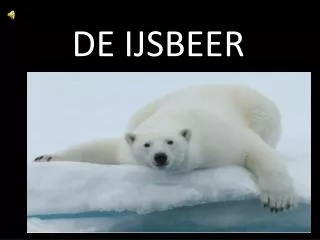 de ijsbeer