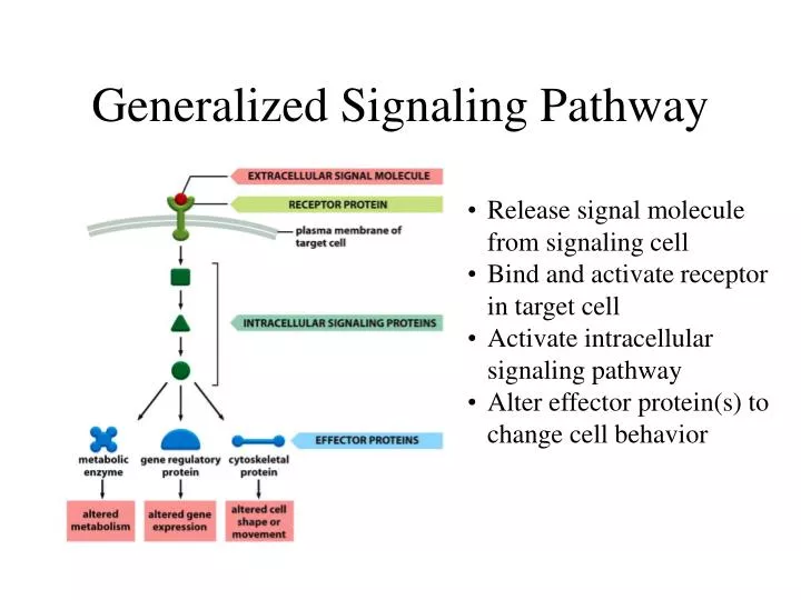 generalized signaling pathway