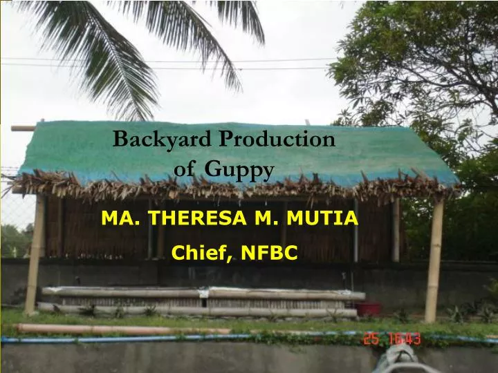 backyard production of guppy