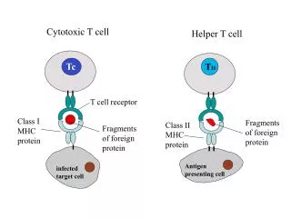 Class I MHC protein