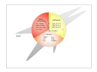 AP-1/ NF k B SAPK/ MAPK Proto-Oncogenes (e.g. Ras)