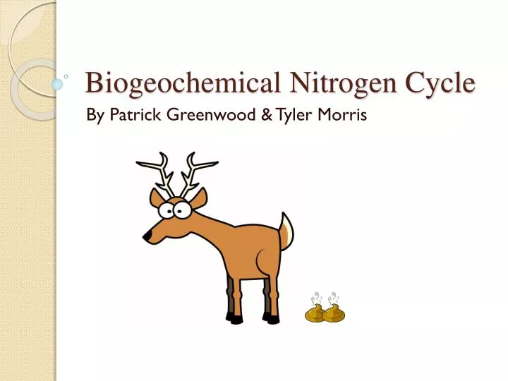 biogeochemical nitrogen cycle