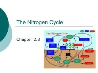 The Nitrogen Cycle