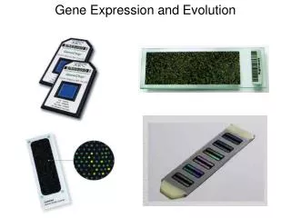 Gene Expression and Evolution