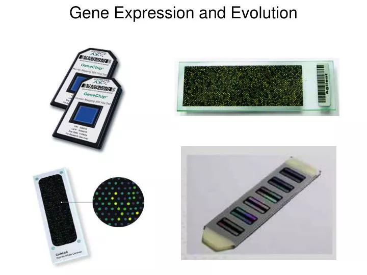 gene expression and evolution