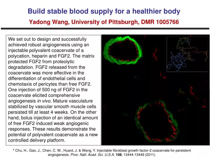 build stable blood supply for a healthier body yadong wang university of pittsburgh dmr 1005766