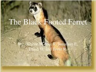 The Black Footed Ferret