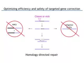 Optimizing efficiency and safety of targeted gene correction