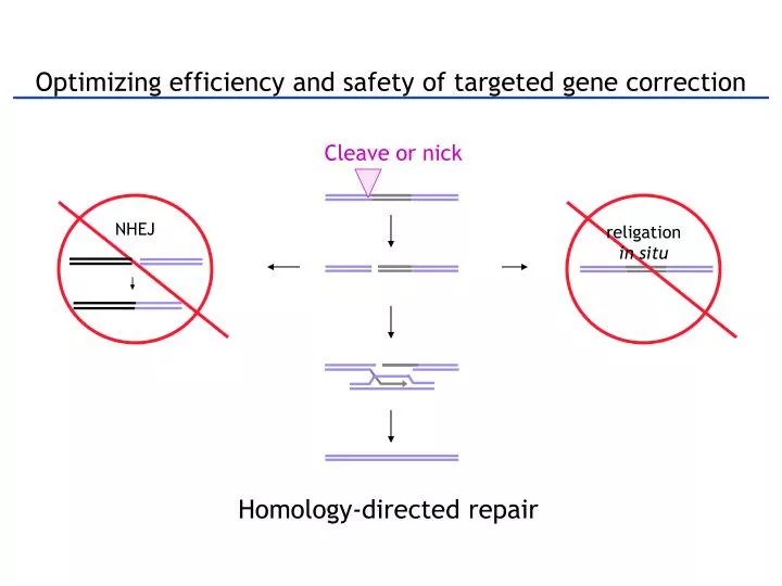 optimizing efficiency and safety of targeted gene correction