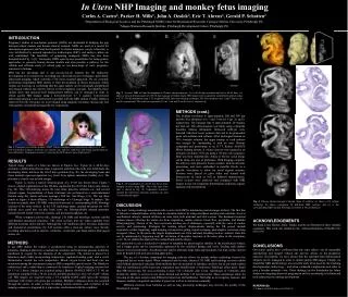 In Utero NHP Imaging and monkey fetus imaging