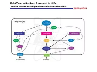 ABC-ATPases as Regulatory Transporters for NHRs:
