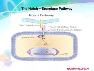 The Notch- ?-Secretase Pathway