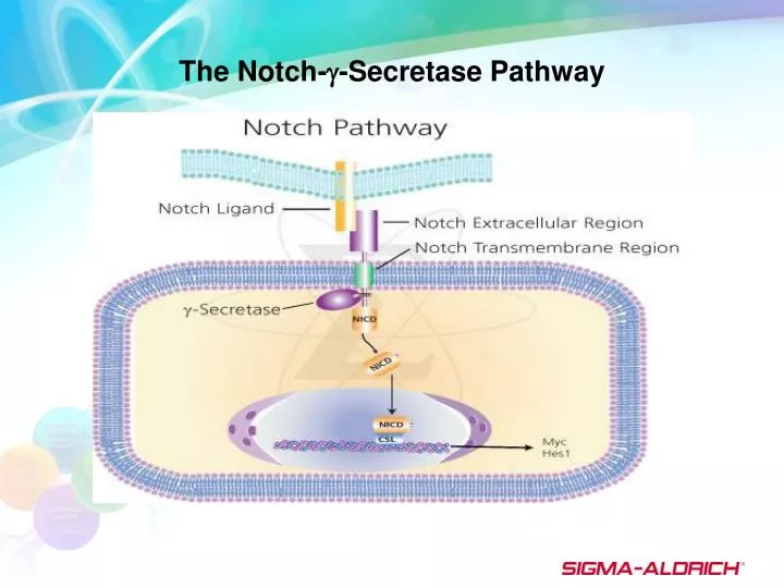 the notch secretase pathway