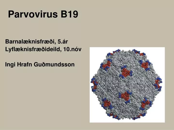 parvovirus b19
