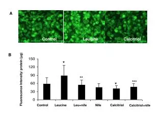 Fluorescence Intensity/ protein ( ? g)