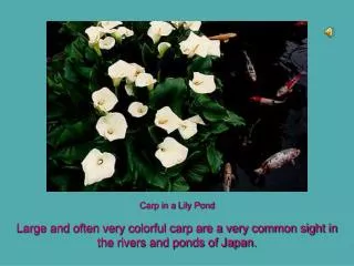 Large and often very colorful carp are a very common sight in the rivers and ponds of Japan.