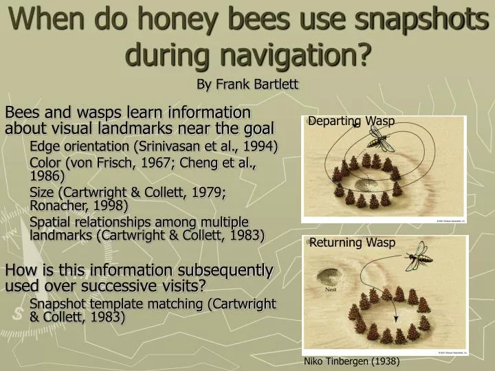 when do honey bees use snapshots during navigation