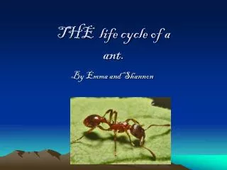 THE life cycle of a ant.
