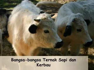 bangsa bangsa ternak sapi dan kerbau