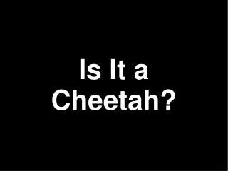 Is It a Cheetah?