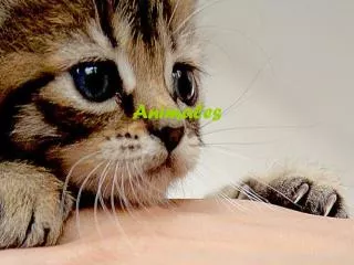 animales