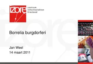 borrelia burgdorferi