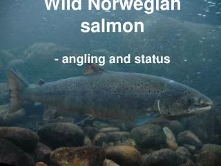 Wild Norwegian salmon - angling and status