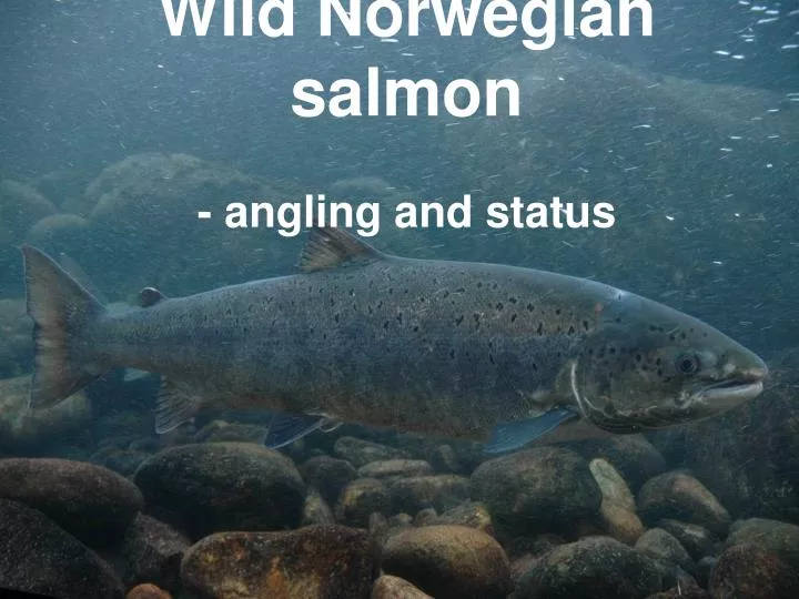 wild norwegian salmon angling and status