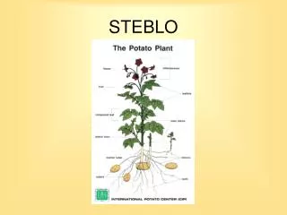 steblo