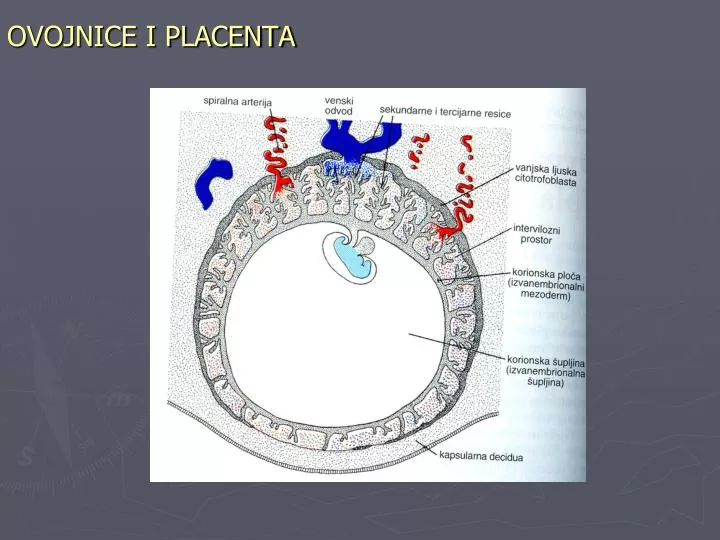 ovojnice i placenta
