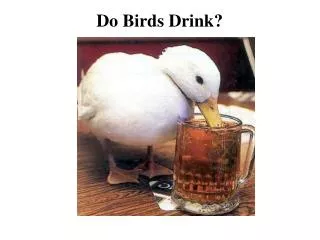 Do Birds Drink?