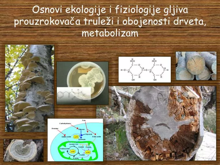 osnovi ekologije i fiziologije gljiva prouzrokova a trule i i obojenosti drveta metabolizam
