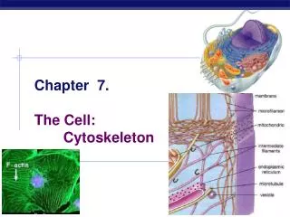 Chapter 7. The Cell: 	Cytoskeleton