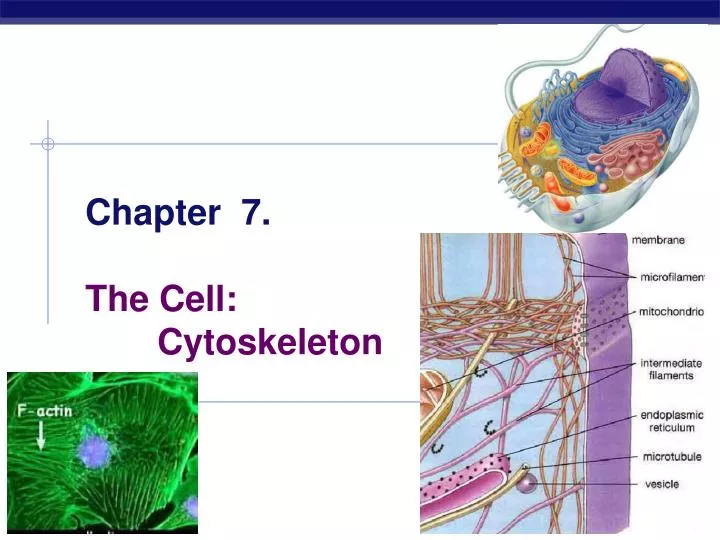 chapter 7 the cell cytoskeleton